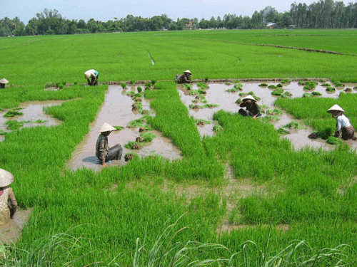 Đất nông nghiệp