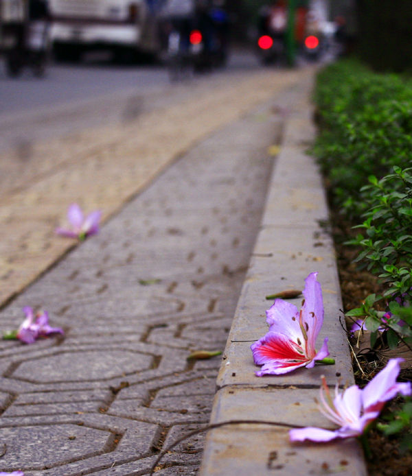 hoa ban Hà Nội