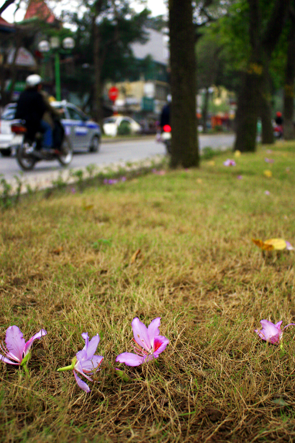 hoa ban Hà Nội