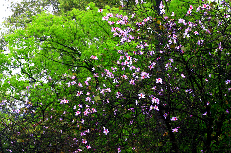 hoa ban Hà Nội