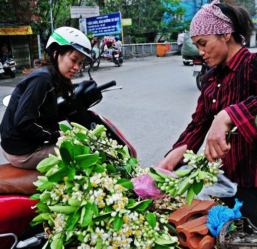 hoa bưởi Hà Nội