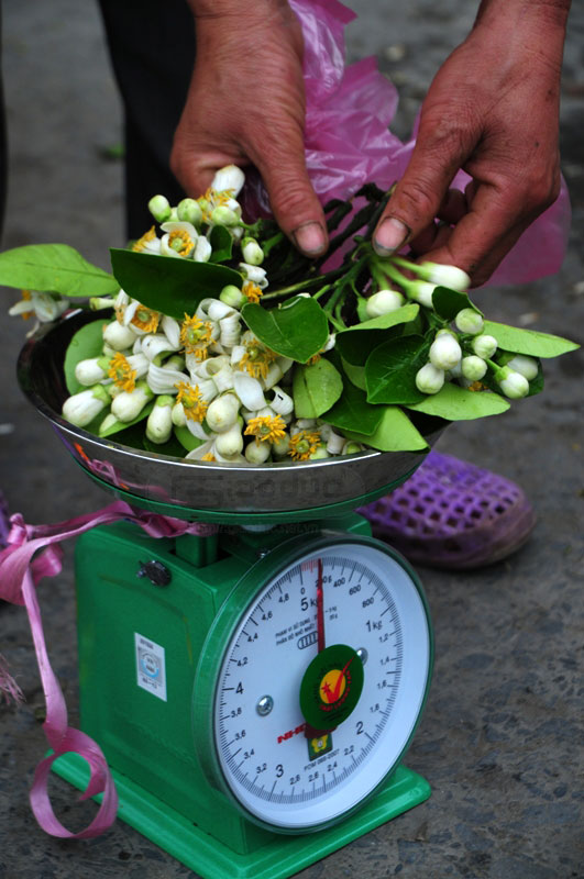 hoa bưởi Hà Nội