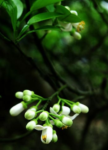 hoa bưởi Hà Nội