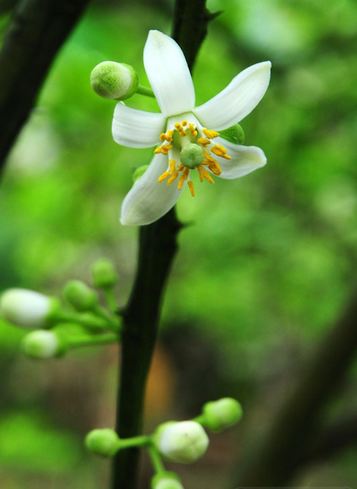 hoa bưởi Hà Nội