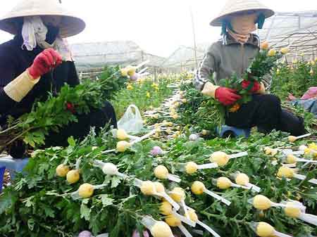 hoa đà lạt