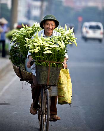 hoa loa kèn