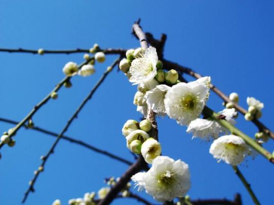 hoa mai Nhật Bản