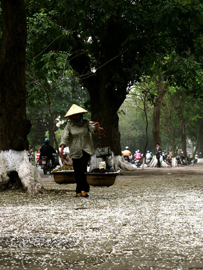 Hoa sưa Hà Nội