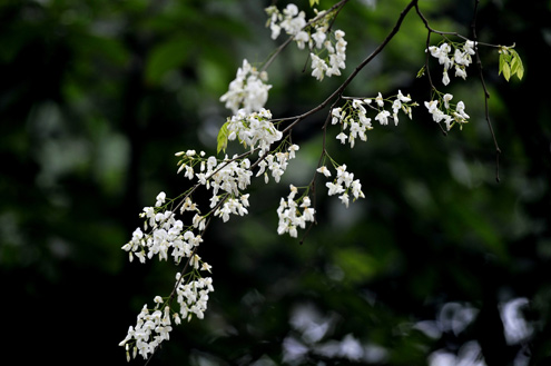 Hoa sưa Hà Nội