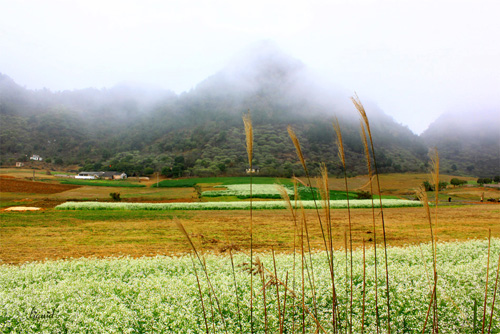 Mộc Châu