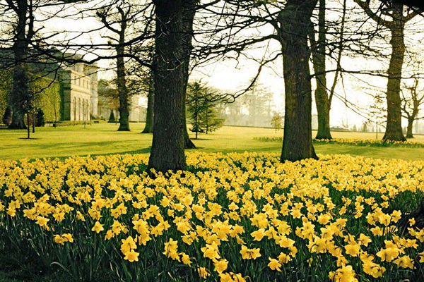 Lyons Demesne