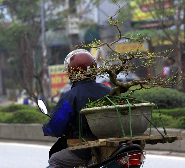 Tết phương Nam