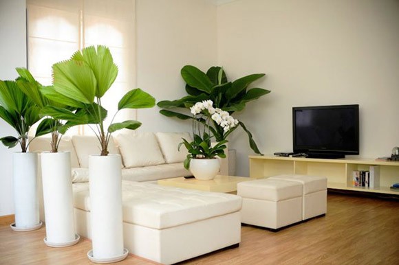  Với gam màu trắng và màu xanh của cây, phòng khách của căn hộ nổi bật, thanh lịch