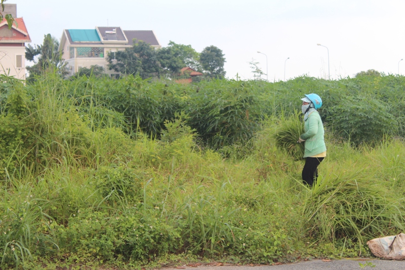 Đồng Nai: Khu đô thị mới trở thành khu đất hoang.3