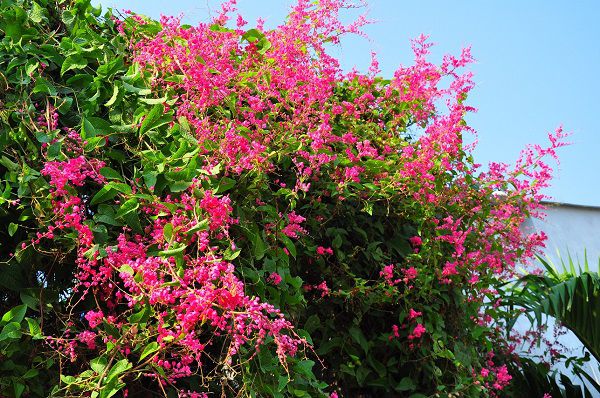 Ti-gôn là loài hoa vô cùng ngọt ngào và xinh xắn với màu hồng nhạt.