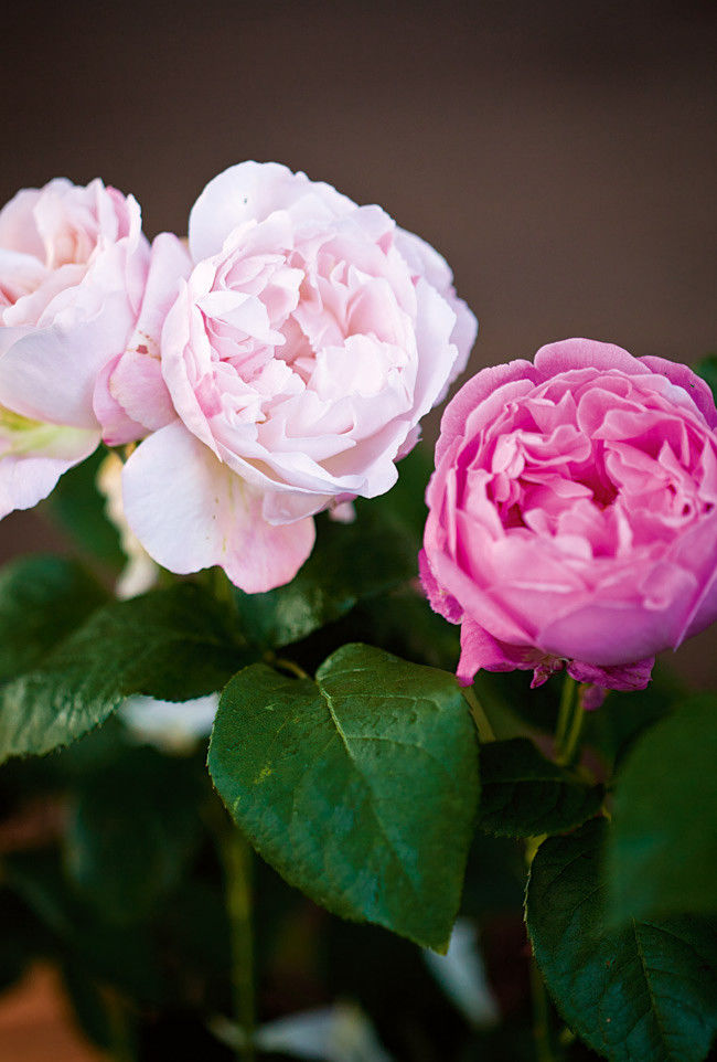 Loài hoa hồng nổi tiếng với vẻ đẹp cổ điển