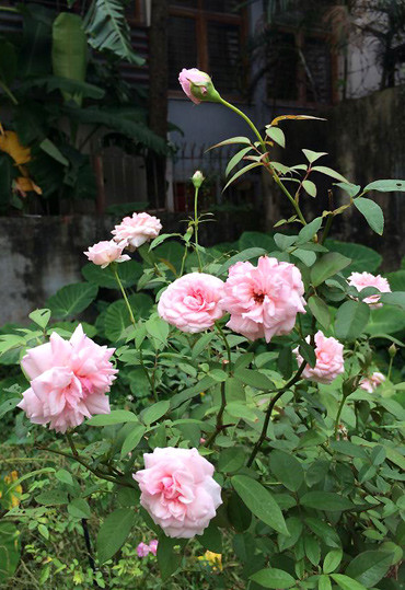  cây hồng ngoại có gốc và tán còn nhỏ