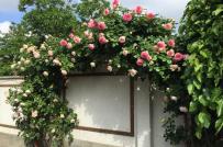 Hoa hồng rực rỡ trong vườn nhà suốt 20 năm