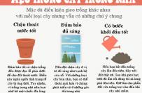 Những loại rau, củ trồng trong nhà không tốn nhiều công chăm sóc