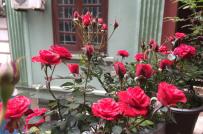 Ngôi nhà tràn ngập hoa hồng của biên tập viên truyền hình ở Hà Nội