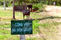 Tp.HCM: Vinpearl sẽ đầu tư dự án Sài Gòn Safari