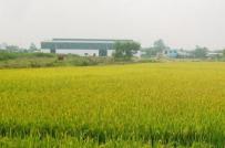 Đồng Tháp chuyển mục đích sử dụng hơn 23 ha đất trồng lúa