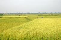 Bắc Giang chuyển mục đích sử dụng hơn 127 ha đất trồng lúa
