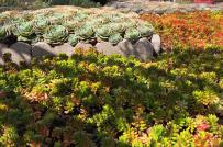 Độc đáo khu vườn tràn ngập sen đá của bà mẹ 6 con ở Mỹ