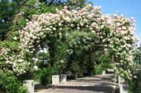 Khu vườn mùa hè ngọt ngào với cổng vòm rực rỡ sắc hoa
