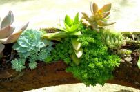 Độc đáo tiểu cảnh sen đá trồng trên thân cây