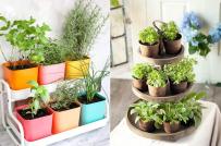 Ý tưởng thiết kế vườn mini trong phòng bếp