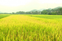 TP.HCM: Chuyển mục đích sử dụng đất trồng lúa tại nhiều quận, huyện để làm dự án