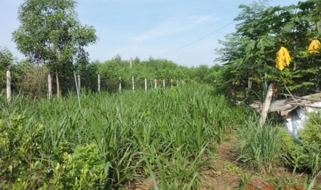 Bán đất nhà vườn gần giáo sứ Thiên Lộc, ấp Long Đức, Tam Phước, Biên Hòa