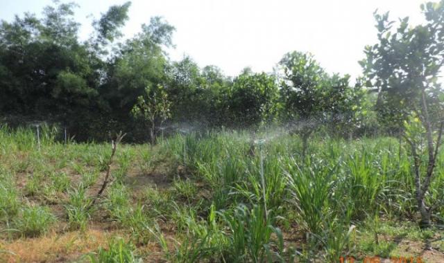 Bán đất nhà vườn gần giáo sứ Thiên Lộc, ấp Long Đức, Tam Phước, Biên Hòa