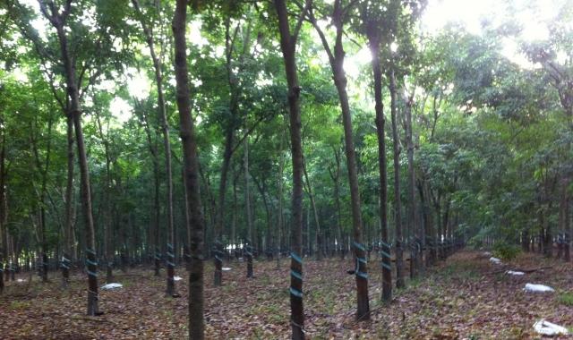 Bán đất trồng cây cao su huyện Phú Giáo, Bình Dương