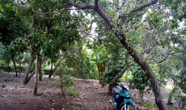 Cần bán 10000m2 đất vườn điều gía rẻ, xã Hàng Gòn thị xã Long Khánh