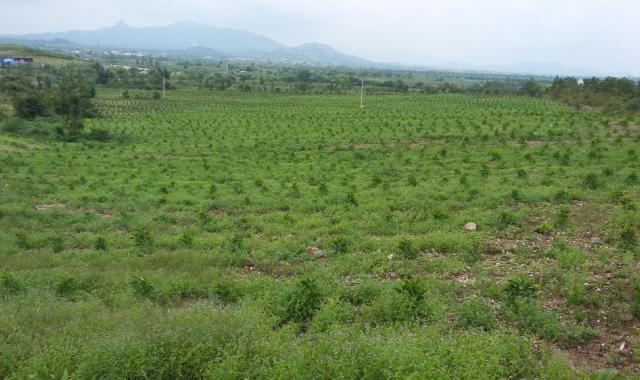 Cần bán 8.400 trụ Thanh Long và 8 sào đất trống tại xã Thuận Quý - Hàm Thuận Nam - Bình Thuận