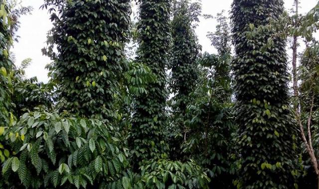 17000m2 vườn tiêu với cà phê đang cho thu hoạch ấp 9, xã Xuân Tây