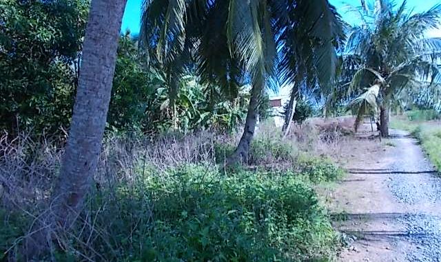 Đất có vườn cây ăn trái mặt tiền đường Tỉnh lộ 909 Phú Đức LH TP Vĩnh Long