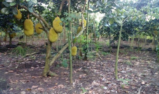 13000m2 vườn trái cây thuộc xã Bàu Trâm, thị xã Long Khánh