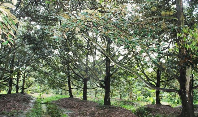 Bán vườn cây 4ha QL20 xã Hà Lâm, huyện Đạ Huoai, Lâm Đồng. Giá 4.7 tỷ TL