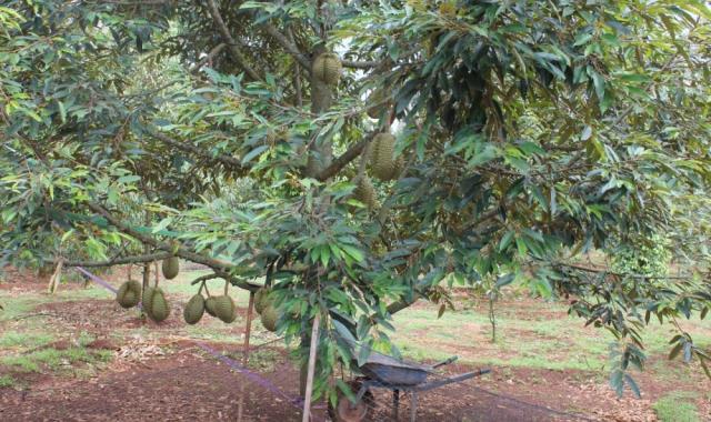 Bán đất vườn cây ăn trái gần KDL rừng MaDa Guôi, giá 4.7 tỷ thương lượng