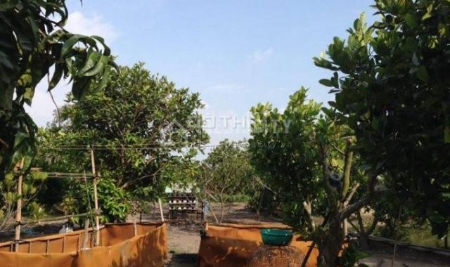Bán nhà vườn đẹp 10.000 m2 nhiều cây ăn trái, ao xã Nhị Thành, Huyện Thủ Thừa, Long An giá 6 tỷ