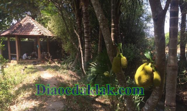 Đất vườn DT: 4,350m2 Nguyễn Thị Định có ao cá, cây ăn trái, nhà sàn gỗ hương