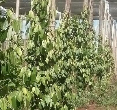 Cần bán 2 hecta vườn đang thu hoạch tại Pleiku, Gia Lai