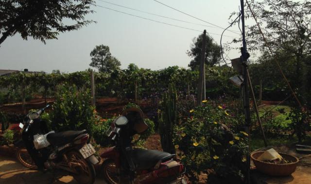 Bán trang trại cực đẹp phường Thành Nhất, TP. Buôn Ma Thuột