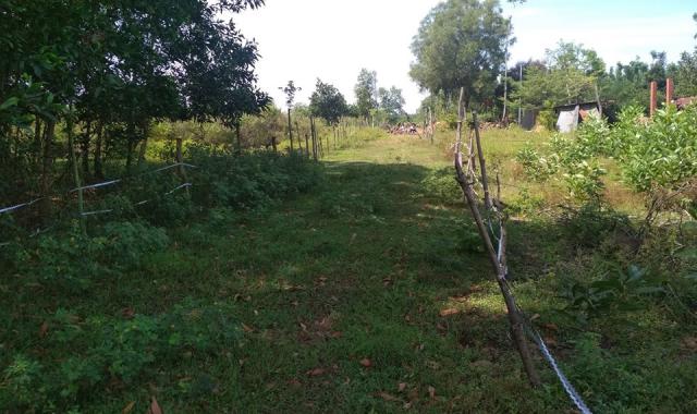 50000m2 đất làm trang trại đang trồng Tràm, xã Xuân Bắc, huyện Xuân Lộc