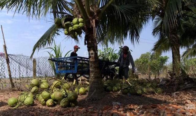 Bán vườn Dừa Dứa 15500m2, có 1.200 gốc dừa đang thu hoạch 40tr/tháng. 4.1 tỷ