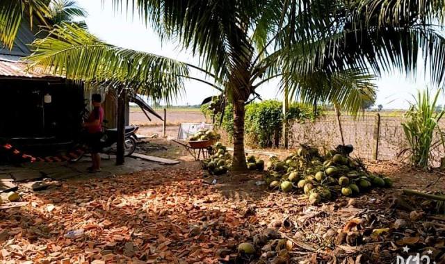 Bán trang trại 15.500m2, SHR, có 1200 gốc dừa đang thu hoạch 400tr/năm