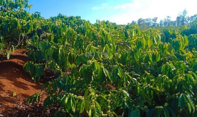 Bán đất rẫy cà phê đẹp có sổ đỏ tại Ia Sao - Gia Lai - 2030 cây, giá chỉ 1.05 tỷ